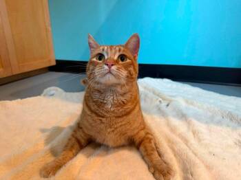 Gerald -  Domestic Short Hair Cat for Adoption in Ashland, Wisconsin - Gerald | PetCurious