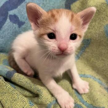 Reduce -  Domestic Short Hair Cat for Adoption in Chicago, Illinois - Reduce | PetCurious