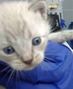 Domestic Medium Hair Cats Available for Adoption in Dallas, Texas - GETO | PetCurious