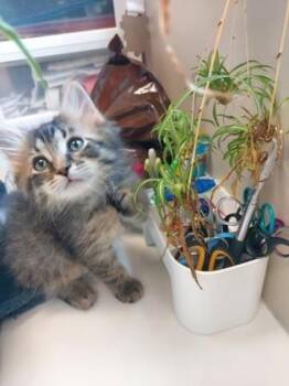 Garrett -  Domestic Medium Hair and Domestic Short Hair Cat for Adoption in Fishers, Indiana - Garrett | PetCurious