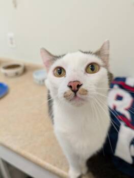 Domestic Short Hair Cats Available for Adoption in Fall River, Massachusetts - Neo | PetCurious