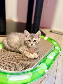 Meg -  Domestic Short Hair Cat for Adoption in Calgary, Alberta - Meg | PetCurious