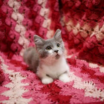 Boom -  Domestic Short Hair Cat for Adoption in Wichita, Kansas - Boom | PetCurious