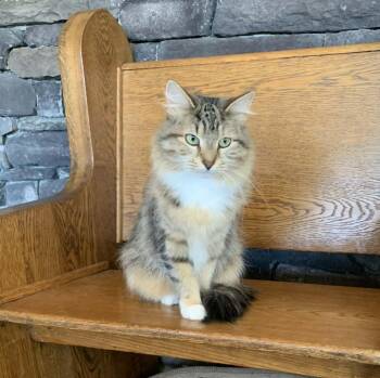 Maine Coon Cats Available for Adoption - Mona Lisa | PetCurious