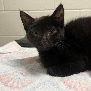 Zazu -  Domestic Short Hair Cat for Adoption in Bristol, Indiana - Zazu | PetCurious