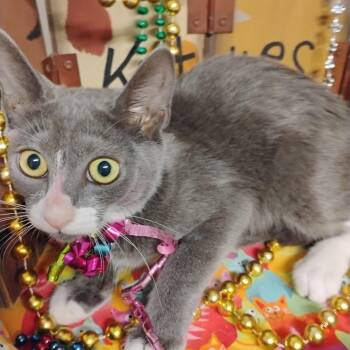 everglow f gentle sweetheart 3lb -  Domestic Short Hair Cat for Adoption in Phoenix, Arizona - Everglow F Gentle Sweetheart 3lb | PetCurious