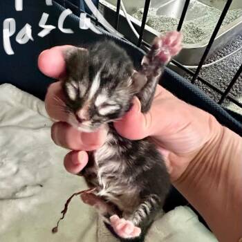 Shera - Pascal Navy collar -  Domestic Short Hair Cat for Adoption in Moses Lake, Washington - Shera - Pascal Navy Collar | PetCurious