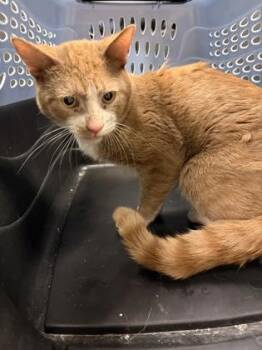 Coakley -  Domestic Short Hair Cat for Adoption in Fallston, Maryland - Coakley | PetCurious