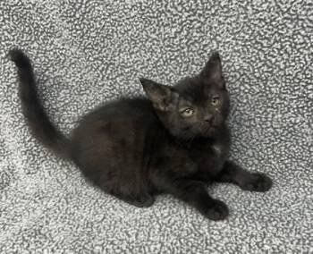 Domestic Short Hair Cats Available for Adoption in Sullivan, Indiana - Arizona Foster 1 | PetCurious