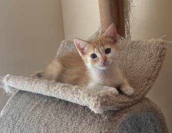 Hansel -  Domestic Short Hair Cat for Adoption in Andalusia, Pennsylvania - Hansel | PetCurious