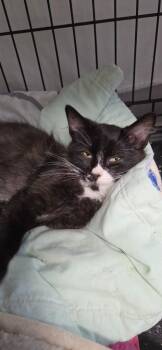 2026-89 Timber -  Domestic Long Hair Cat for Adoption in Windsor, Connecticut - 2026-89 Timber | PetCurious