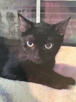 Rescue Domestic Short Hair Cats for Adoption - Shipley | PetCurious