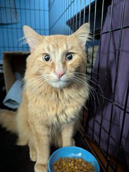 Domestic Long Hair Cats Available for Adoption in Harrisburg, Pennsylvania - Reuben | PetCurious