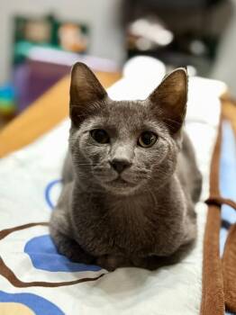 Gardenia -  Domestic Short Hair Cat for Adoption in Warner Robins, Georgia - Gardenia | PetCurious