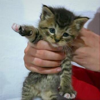 Domestic Short Hair Cats Available for Adoption in Hannibal, Missouri - Cobain | PetCurious
