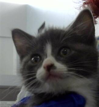 Domestic Long Hair Cats Available for Adoption in Dallas, Texas - DUTCHESS | PetCurious