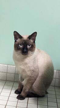 Manx and Siamese Cats Available for Adoption in Bell Gardens, California - Howard Meow  | PetCurious