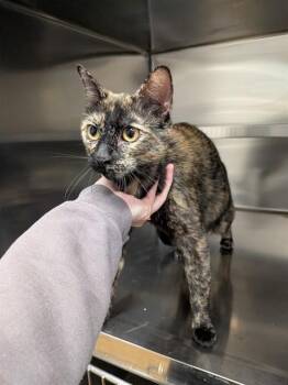 Domestic Short Hair Cats Available for Adoption in St. Peters, Missouri - A531362 | PetCurious