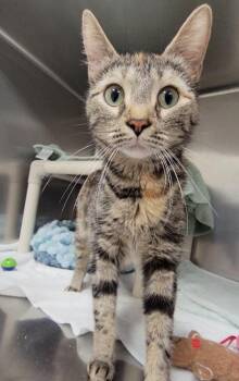 Domestic Short Hair Cats Available for Adoption in Elmira, New York - Cathy | PetCurious