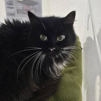 Domestic Short Hair Cats Available for Adoption in Evansville, Indiana - Molly | PetCurious