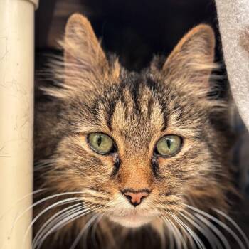 Rowan -  Domestic Long Hair Cat Available for Adoption in Taos, New Mexico - Rowan | PetCurious