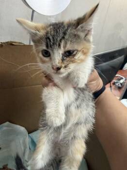 SANTOS -  Domestic Short Hair Cat for Adoption in San Bernardino, California - SANTOS | PetCurious