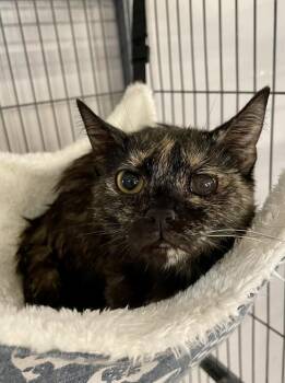 Domestic Short Hair Cats Available for Adoption - Veda | PetCurious