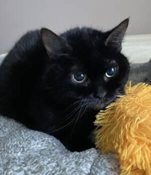 Domestic Short Hair Cats Available for Adoption - Daphne | PetCurious