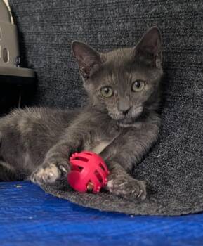 Kara -  Domestic Short Hair Cat for Adoption in Riverside, California - Kara | PetCurious