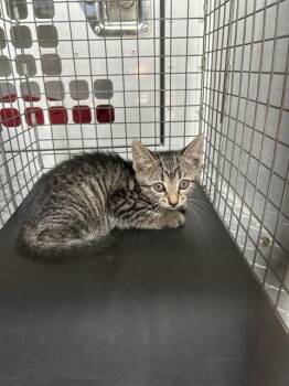A136878 -  Domestic Short Hair Cat for Adoption in Palmetto, Florida - A136878 | PetCurious