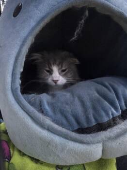 Domestic Short Hair Cats Available for Adoption in St. Cloud, Minnesota - Mr. Miyagi | PetCurious