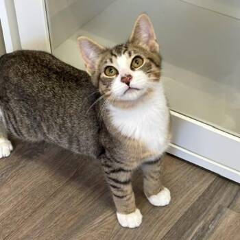 Rangoon -  Tabby and Domestic Short Hair Cat for Adoption in Lombard, Illinois - Rangoon | PetCurious