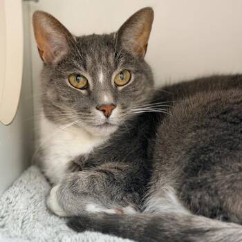 Domestic Short Hair Cats Available for Adoption in Champaign, Illinois - March | PetCurious