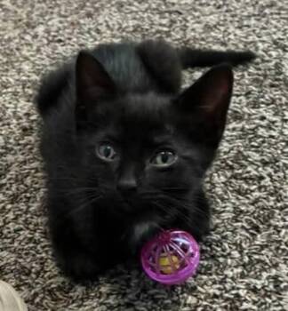 Robin -  Domestic Short Hair Cat Available for Adoption in Miami, Oklahoma - Robin | PetCurious