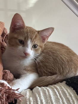 Rescue Domestic Short Hair Cats for Adoption in Broomall, Pennsylvania - Big Mac | PetCurious