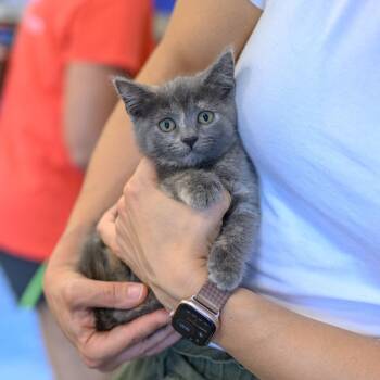 LISA & PAMELA -  Dilute Calico and Tortoiseshell Cat for Adoption in Hamilton Township, New Jersey - LISA & PAMELA | PetCurious