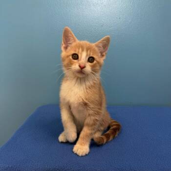 Maverick -  Tabby and Domestic Short Hair Cat for Adoption in High Ridge, Missouri - Maverick | PetCurious