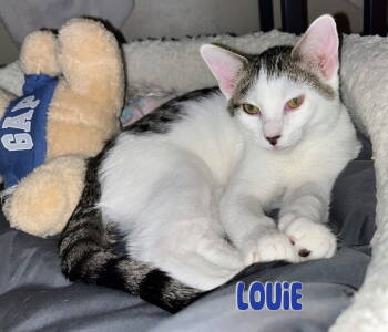 Rescue Domestic Short Hair Cats for Adoption in Land O