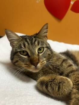 Domestic Short Hair Cats Available for Adoption - Thistle | PetCurious