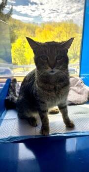 Domestic Short Hair Cats Available for Adoption in Westminster, Maryland - MARIO | PetCurious