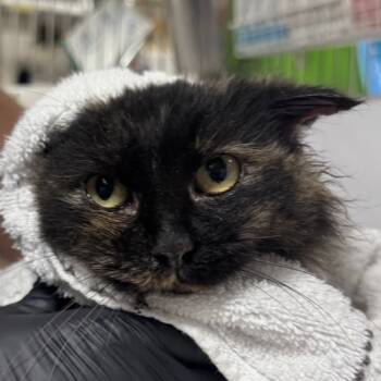 Rescue Domestic Short Hair Cats for Adoption in New York, New York - Generator | PetCurious