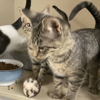 Rescue Domestic Short Hair Cats for Adoption in Colorado Springs, Colorado - Caramel | PetCurious