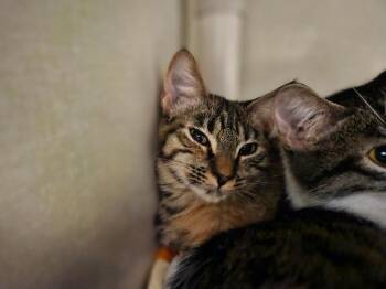 Lady Gaga -  Domestic Short Hair Cat for Adoption in Fort Collins, Colorado - Lady Gaga | PetCurious