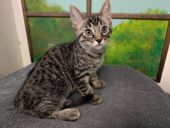 Domestic Short Hair Cats Available for Adoption in Houston, Texas - LOUIE | PetCurious