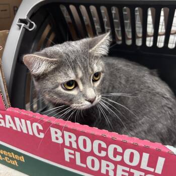 Simba Son -  Domestic Short Hair Cat for Adoption in Philadelphia, Pennsylvania - Simba Son | PetCurious