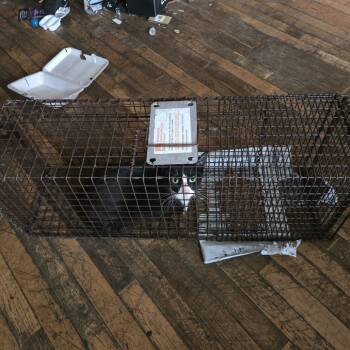 Rescue Domestic Short Hair Cats for Adoption in Philadelphia, Pennsylvania - Onyx | PetCurious