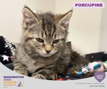 Porcupine -  Domestic Short Hair Cat for Adoption in Eighty Four, Pennsylvania - Porcupine | PetCurious
