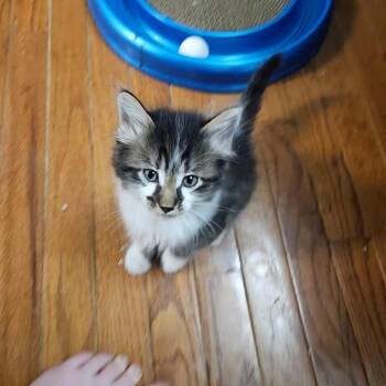 Police Officer -  Domestic Short Hair Cat for Adoption in Columbia, Missouri - Police Officer | PetCurious