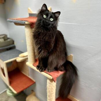 Norwegian Forest Cat Cats Available for Adoption in Tulsa, Oklahoma - Starsky (and Hutch) | PetCurious