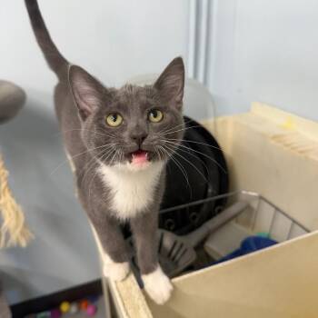 Akumal -  Domestic Short Hair Cat for Adoption in Pontiac, Illinois - Akumal | PetCurious